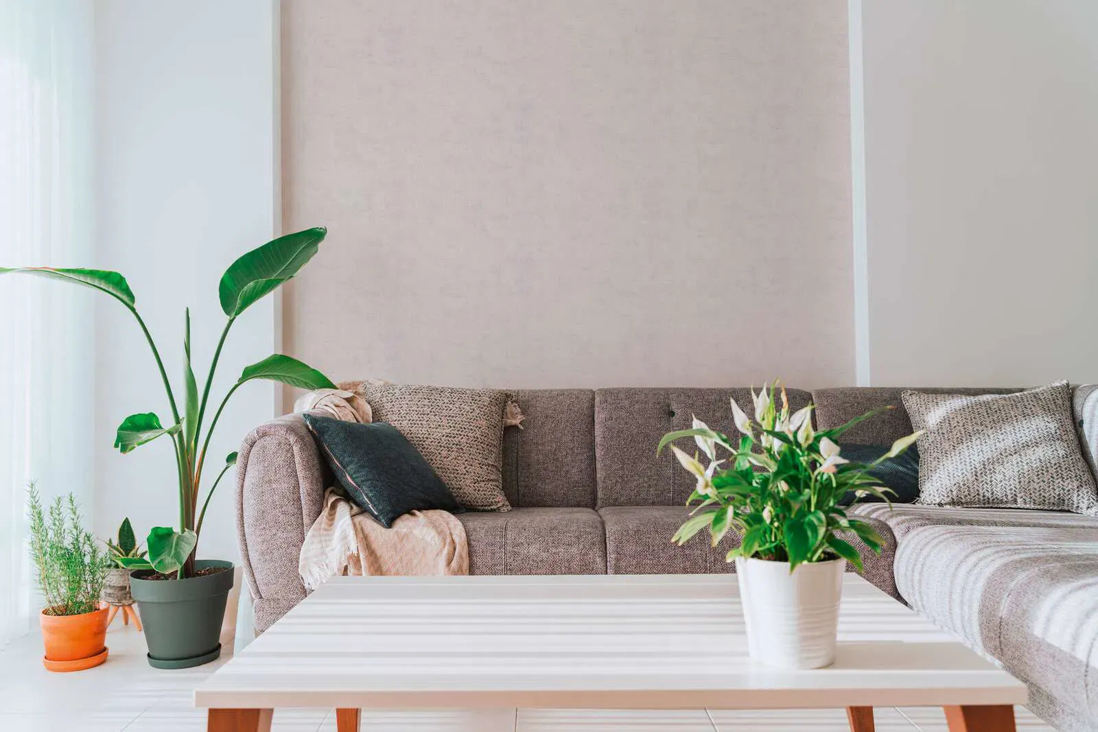 Silti pelēkas matētas tapetes ar smalku tekstūru | 3011755